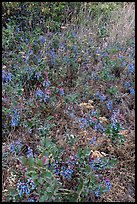 Carpet of Oregon Grapes (Mahonia aquifolium). Cascade Siskiyou National Monument, Oregon, USA ( color)