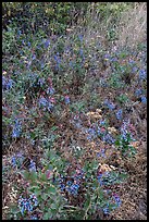 Carpet of Oregon Grapes (Mahonia aquifolium). Cascade Siskiyou National Monument, Oregon, USA ( color)