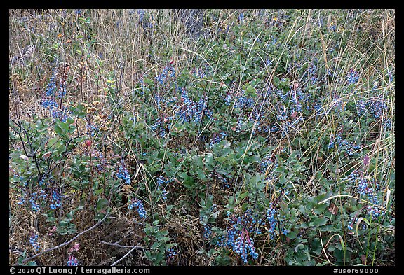Oregon Grapes and grasses. Cascade Siskiyou National Monument, Oregon, USA (color)