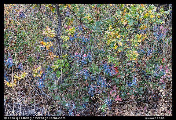 Oregon Grapes in autumn. Cascade Siskiyou National Monument, Oregon, USA (color)