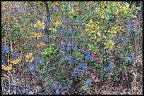 Oregon Grapes in autumn. Cascade Siskiyou National Monument, Oregon, USA ( color)