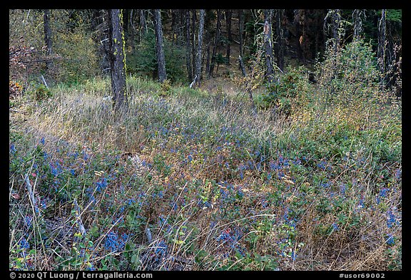 Oregon Grapes and forest, Green Springs Mountain. Cascade Siskiyou National Monument, Oregon, USA (color)