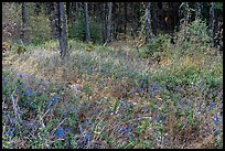 Oregon Grapes and forest, Green Springs Mountain. Cascade Siskiyou National Monument, Oregon, USA ( color)