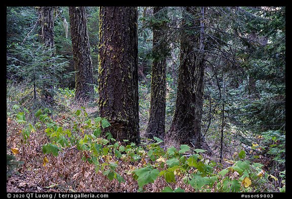 Old growth forest, Green Springs Mountain. Cascade Siskiyou National Monument, Oregon, USA (color)