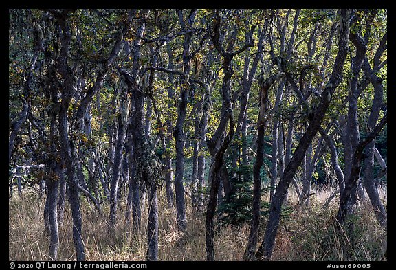 Oak trees, Green Springs Mountain. Cascade Siskiyou National Monument, Oregon, USA (color)