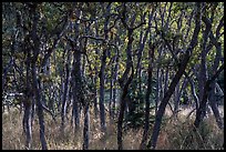 Oak trees, Green Springs Mountain. Cascade Siskiyou National Monument, Oregon, USA ( color)