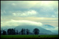 Trees and foothills. Oregon, USA (color)