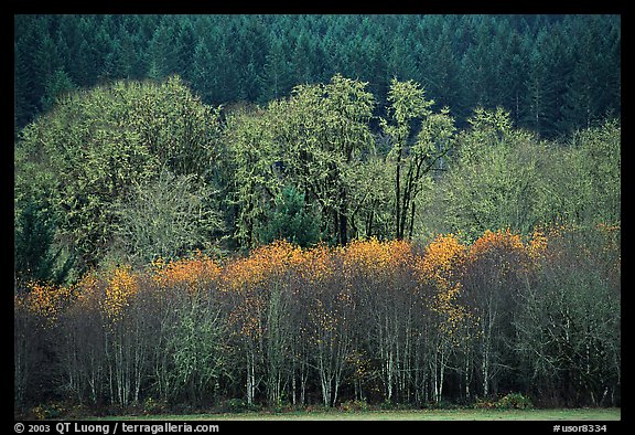 Trees in autumn color and evergreens. Oregon, USA