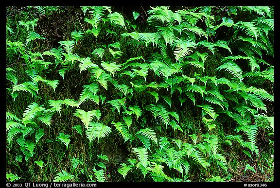 Ferns on wall, Columbia River Gorge. Columbia River Gorge, Oregon, USA