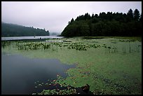 Coastal lagoon. Oregon, USA (color)