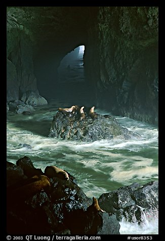 Sea Lions in sea cave. Oregon, USA