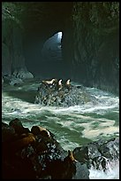 Sea Lions in sea cave. Oregon, USA