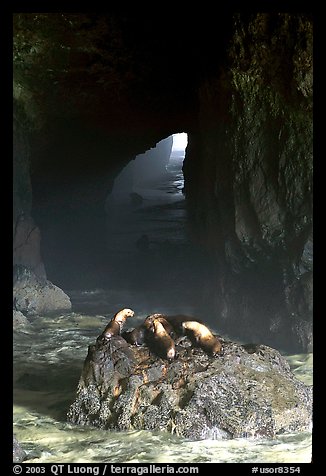 Sea Lions in sea cave. Oregon, USA (color)