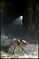 Sea Lions in sea cave. Oregon, USA