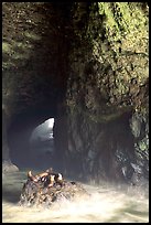 Sea Lions in a sea cave. Oregon, USA ( color)