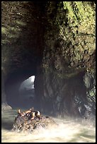 Sea Lions in a sea cave. Oregon, USA (color)