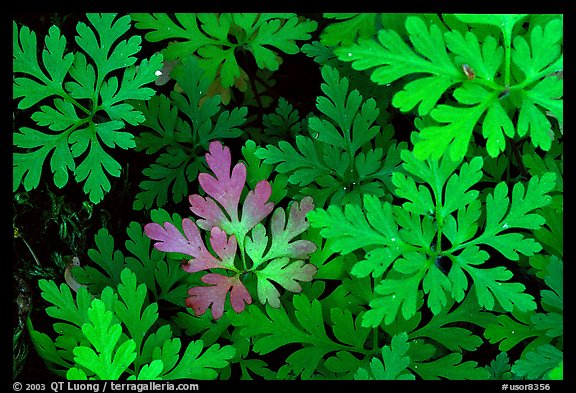 Carpet of undergrowth leaves. Columbia River Gorge, Oregon, USA