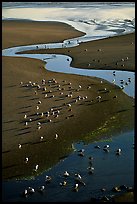 Stream on beach and seabirds, Pistol River State Park. Oregon, USA ( color)