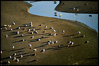 Seabirds and stream on beach. Oregon, USA