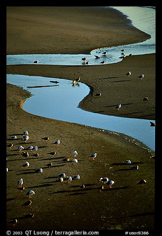 Seabirds and stream on beach. Oregon, USA