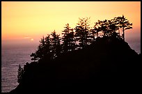 Trees on rock and ocean at sunset, Samuel Boardman State Park. Oregon, USA