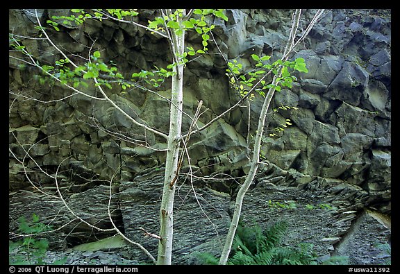 Trees and volcanic boulder. Mount St Helens National Volcanic Monument, Washington