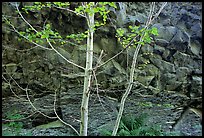 Trees and volcanic boulder. Mount St Helens National Volcanic Monument, Washington ( color)