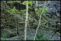 Trees and volcanic boulder. Mount St Helens National Volcanic Monument, Washington ( color)