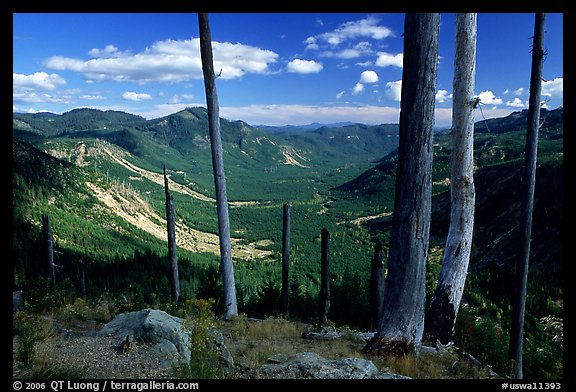 Standing dead trees at the edge of the blast. Mount St Helens National Volcanic Monument, Washington