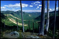 Standing dead trees at the edge of the blast. Mount St Helens National Volcanic Monument, Washington