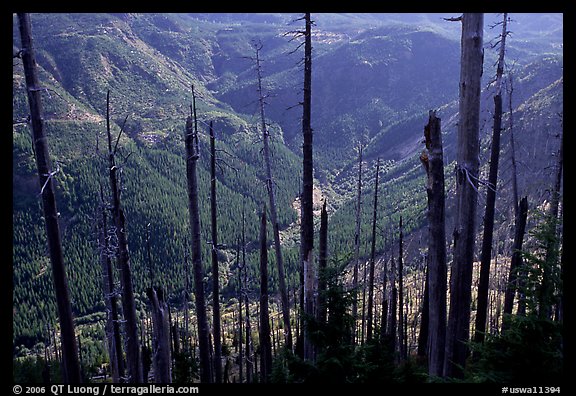 Tree squeletons and valley at the Edge. Mount St Helens National Volcanic Monument, Washington