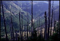 Tree squeletons and valley at the Edge. Mount St Helens National Volcanic Monument, Washington