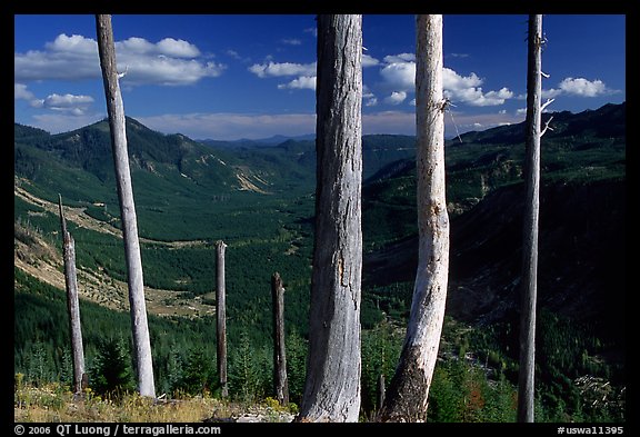 Bare tree trunks at the Edge. Mount St Helens National Volcanic Monument, Washington (color)