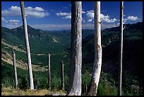 Bare tree trunks at the Edge. Mount St Helens National Volcanic Monument, Washington (color)