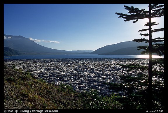 Floating tree trunks on Spirit Lake. Mount St Helens National Volcanic Monument, Washington (color)