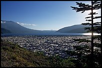 Floating tree trunks on Spirit Lake. Mount St Helens National Volcanic Monument, Washington (color)