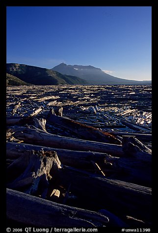 Tree trunks cover Spirit Lake, late afternoon. Mount St Helens National Volcanic Monument, Washington (color)