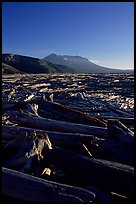 Tree trunks cover Spirit Lake, late afternoon. Mount St Helens National Volcanic Monument, Washington ( color)