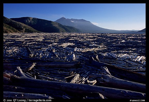 Knocked tree trunks cover Spirit Lake. Mount St Helens National Volcanic Monument, Washington (color)