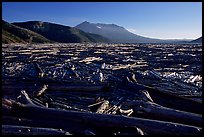 Knocked tree trunks cover Spirit Lake. Mount St Helens National Volcanic Monument, Washington