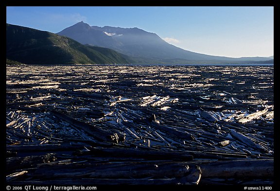 Enormousn tree mat cover Spirit Lake, and Mt St Helens. Mount St Helens National Volcanic Monument, Washington (color)