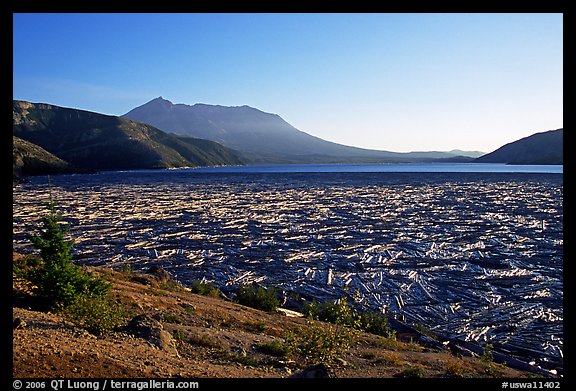 Spirit Lake clogged with dead trees. Mount St Helens National Volcanic Monument, Washington