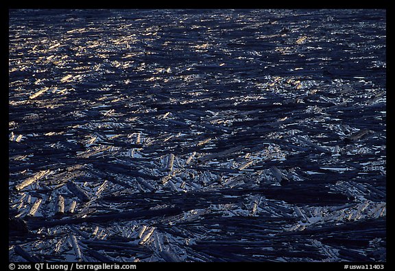 Floating log mat on Spirit Lake. Mount St Helens National Volcanic Monument, Washington