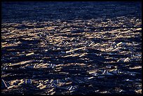 Fallen trees floating on Spirit Lake. Mount St Helens National Volcanic Monument, Washington (color)