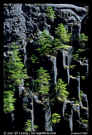 Basalt columns and young pine trees, Lava Canyon. Mount St Helens National Volcanic Monument, Washington