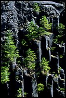 Basalt columns and young pine trees, Lava Canyon. Mount St Helens National Volcanic Monument, Washington (color)