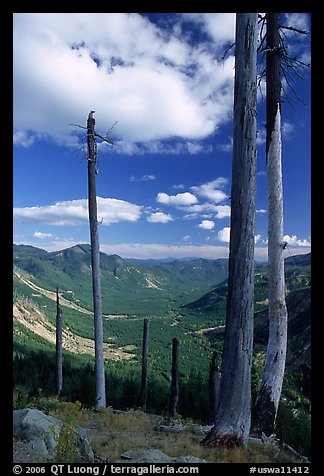 Dead tree trunks at the Edge. Mount St Helens National Volcanic Monument, Washington