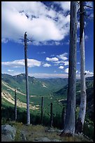 Dead tree trunks at the Edge. Mount St Helens National Volcanic Monument, Washington (color)