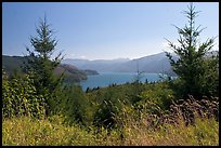 Grasses, trees, and Riffe Lake. Washington (color)