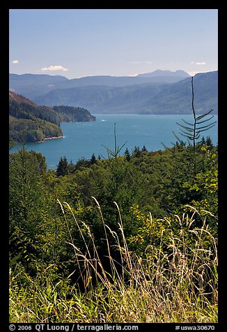 Summer grasses and Riffe Lake. Washington (color)